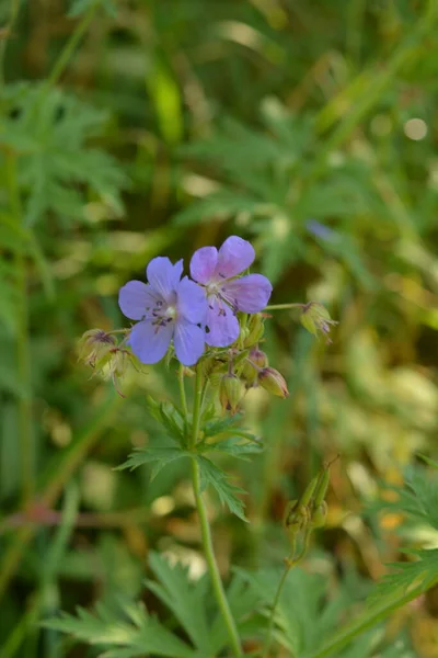 Geranium Pratense Meadow Cranesbill Çiçek Açmış Meadow Geranium Geranium Pratense — Stok fotoğraf