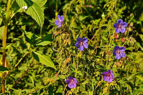 Geranium Pratense Meadow Cranesbill Virágzik Gyönyörű Virága Meadow Muskátli Geranium — Stock Fotó