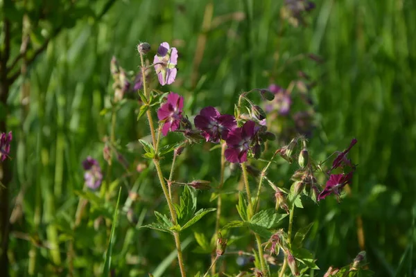 Geranium Sanguineum Schöne Zierpflanze Medizinisch Blühende Pflanze Gruppe Hellrosa Weißer — Stockfoto