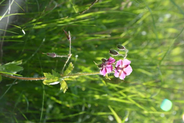 ゼラニウムサングニウム美しい観賞用 医療用の開花植物 花に薄桃色の白い花のグループ 緑の葉 花のグループ — ストック写真