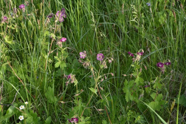 Geranium Sanguineum Krásná Okrasná Lékařsky Kvetoucí Rostlina Skupina Světle Růžových — Stock fotografie