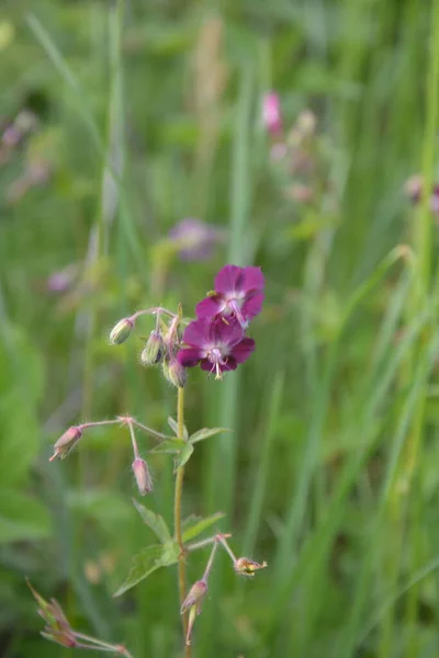 Geranium Sanguineum Kne Ozdobne Medyczne Kwitnące Liny Grupa Jasnoró Owych — Zdjęcie stockowe