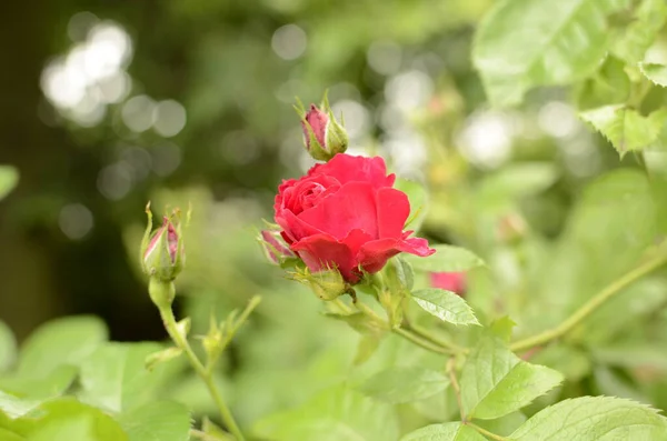 Kwitnące Czerwone Róże Ogrodzie Rose Parku — Zdjęcie stockowe