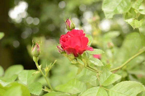 Kwitnące Czerwone Róże Ogrodzie Rose Parku — Zdjęcie stockowe