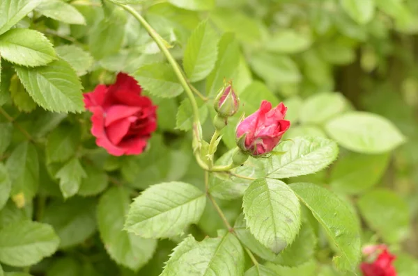 Kvetoucí Rudé Růže Zahradě Rose Parku — Stock fotografie