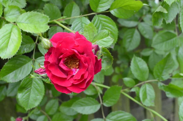 Ανθισμένα Κόκκινα Τριαντάφυλλα Στον Κήπο Τριαντάφυλλο Στο Πάρκο — Φωτογραφία Αρχείου