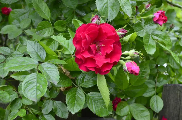 Rose Rosse Fiore Nel Giardino Rose Nel Parco — Foto Stock