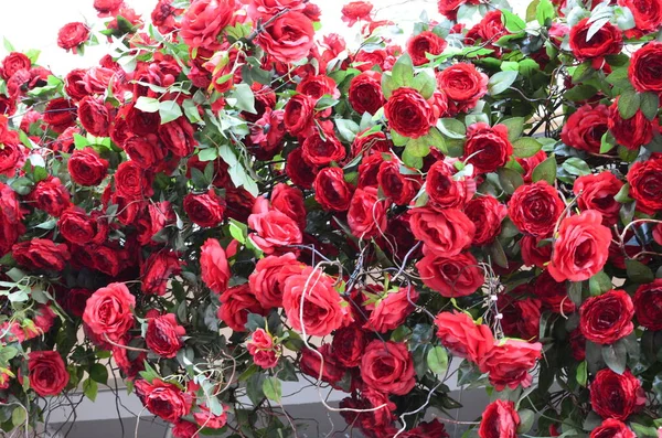 Blühende Rote Rosen Garten Rose Park — Stockfoto