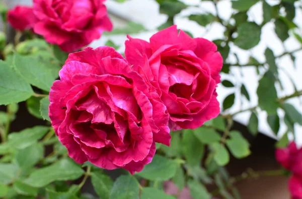 Rose Rosse Fiore Nel Giardino Rose Nel Parco — Foto Stock