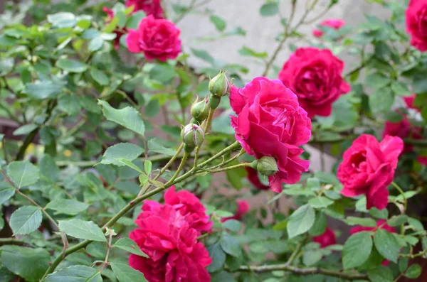 Kvetoucí Rudé Růže Zahradě Rose Parku — Stock fotografie