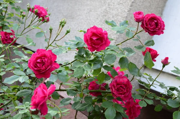 庭に赤いバラが咲きます 公園でバラ — ストック写真