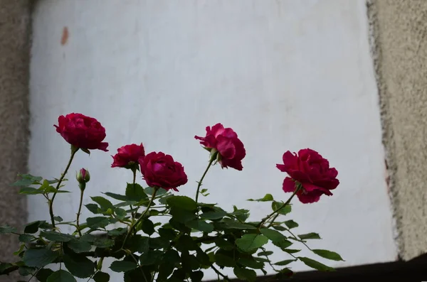 Floração Rosas Vermelhas Jardim Rose Parque — Fotografia de Stock