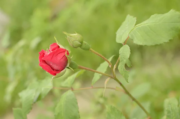 Kwitnące Czerwone Róże Ogrodzie Rose Parku — Zdjęcie stockowe