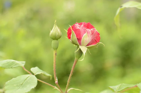 Kwitnące Czerwone Róże Ogrodzie Rose Parku — Zdjęcie stockowe