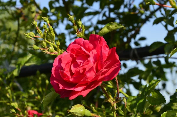 Rosas Rojas Florecientes Jardin Rose Parque —  Fotos de Stock