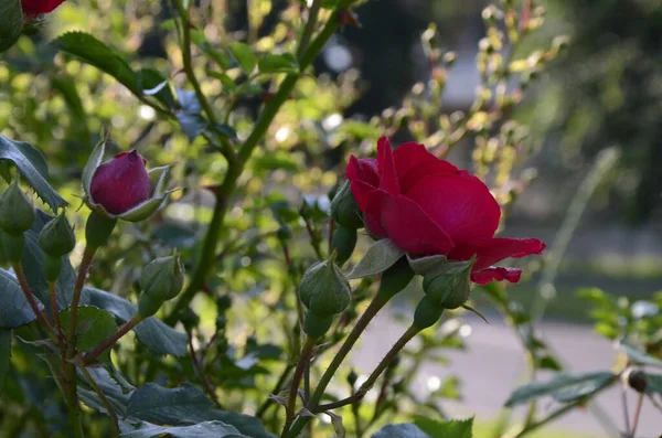 Floração Rosas Vermelhas Jardim Rose Parque — Fotografia de Stock