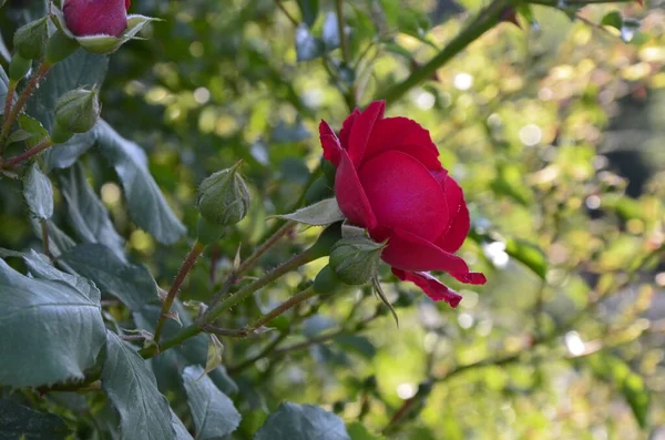 Kwitnące Czerwone Róże Ogrodzie Rose Parku — Zdjęcie stockowe