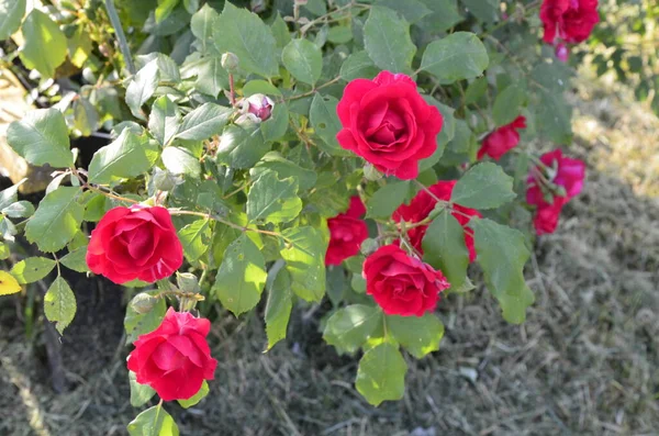 Floração Rosas Vermelhas Jardim Rose Parque — Fotografia de Stock