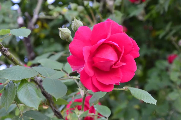 Floração Rosas Vermelhas Jardim Rose Parque — Fotografia de Stock