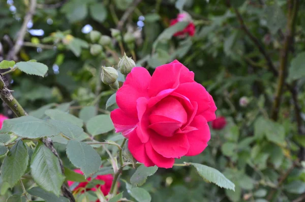 Floração Rosas Vermelhas Jardim Rose Parque — Fotografia de Stock