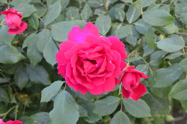 Rosas Rojas Florecientes Jardin Rose Parque — Foto de Stock