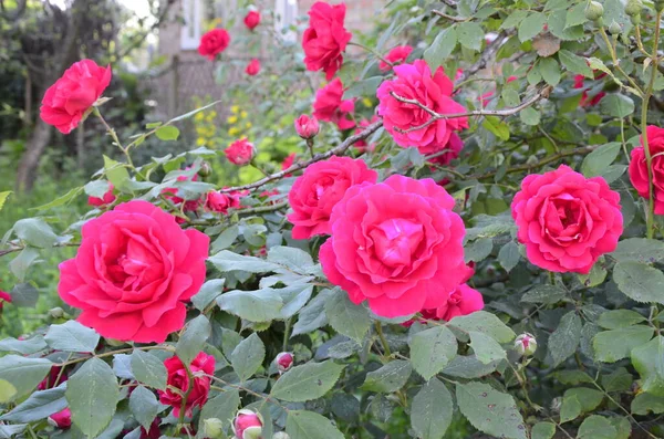 Rose Rosse Fiore Nel Giardino Rose Nel Parco — Foto Stock