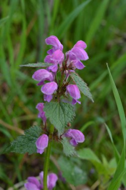 Lamium purpureum, kırmızı ya da mor ölü ısırgan otu olarak bilinir, bahçede..