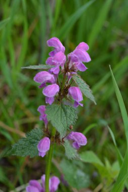 Lamium purpureum, kırmızı ya da mor ölü ısırgan otu olarak bilinir, bahçede..
