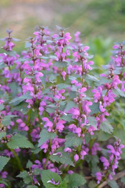 Lamium purpureum, kırmızı ya da mor ölü ısırgan otu olarak bilinir, bahçede..