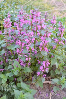 Lamium purpureum, kırmızı ya da mor ölü ısırgan otu olarak bilinir, bahçede..