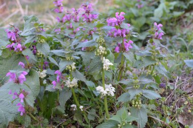 Lamium purpureum, kırmızı ya da mor ölü ısırgan otu olarak bilinir, bahçede..