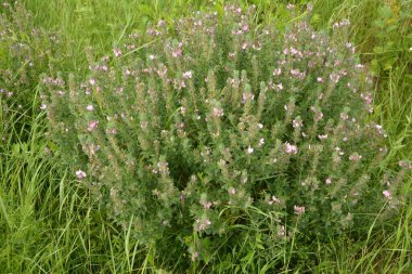 Ononis arvensis çayırda çiçek açar. Resthok alanı, Ononis arvensis bahçede. Ononis arvensis çiçeğinin üzerindeki arı. Bahçede tıbbi bitkilerin yetiştirilmesi