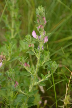 Ononis arvensis çayırda çiçek açar. Resthok alanı, Ononis arvensis bahçede. Ononis arvensis çiçeğinin üzerindeki arı. Bahçede tıbbi bitkilerin yetiştirilmesi