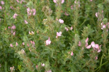 Ononis arvensis çayırda çiçek açar. Resthok alanı, Ononis arvensis bahçede. Ononis arvensis çiçeğinin üzerindeki arı. Bahçede tıbbi bitkilerin yetiştirilmesi