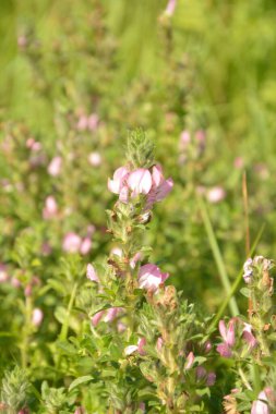 Ononis arvensis çayırda çiçek açar. Resthok alanı, Ononis arvensis bahçede. Ononis arvensis çiçeğinin üzerindeki arı. Bahçede tıbbi bitkilerin yetiştirilmesi
