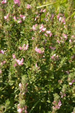 Ononis arvensis çayırda çiçek açar. Resthok alanı, Ononis arvensis bahçede. Ononis arvensis çiçeğinin üzerindeki arı. Bahçede tıbbi bitkilerin yetiştirilmesi