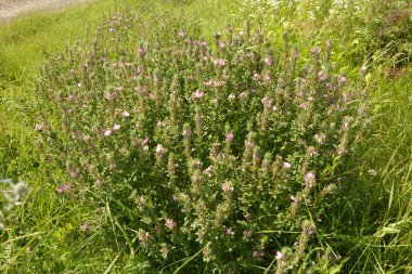 Ononis arvensis çayırda çiçek açar. Resthok alanı, Ononis arvensis bahçede. Ononis arvensis çiçeğinin üzerindeki arı. Bahçede tıbbi bitkilerin yetiştirilmesi