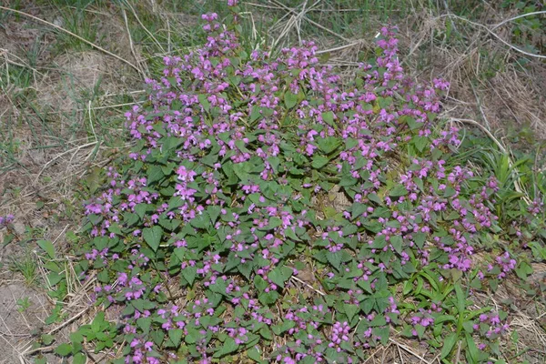 Lamium Purpureum Bekannt Als Rote Oder Violette Brennnessel Garten — Stockfoto