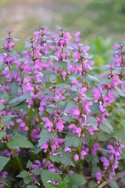 Lamium purpureum, kırmızı ya da mor ölü ısırgan otu olarak bilinir, bahçede..