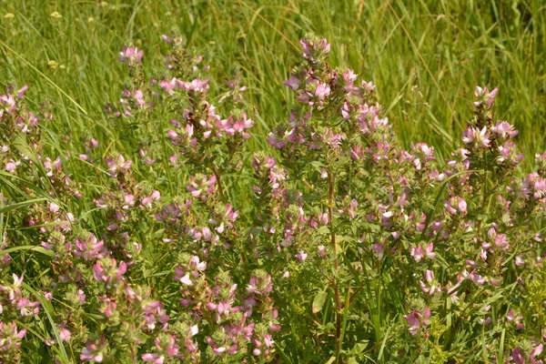 Ononis Arvensis Kvete Louce Pole Restharrow Ononis Arvensis Zahradě Včela — Stock fotografie