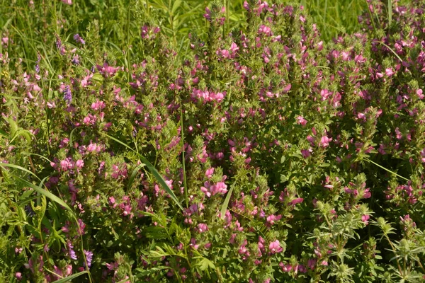 Ononis Arvensis Kvete Louce Pole Restharrow Ononis Arvensis Zahradě Včela — Stock fotografie