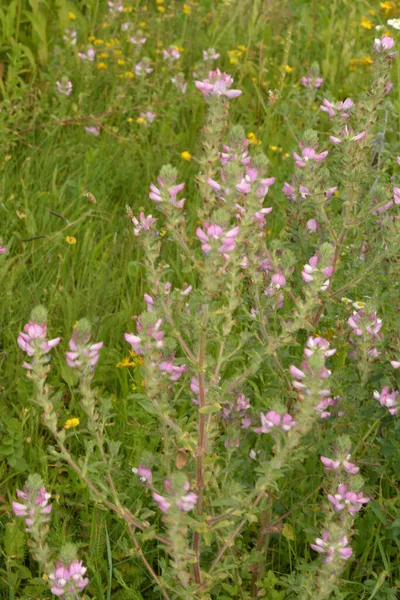 Ononis Arvensis Blooms Meadow Field Restharrow Ononis Arvensis Garden Bee — Stock Photo, Image