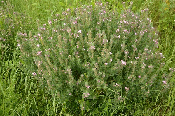 Ononis Arvensis Floresce Prado Restharrow Campo Ononis Arvensis Jardim Abelha — Fotografia de Stock