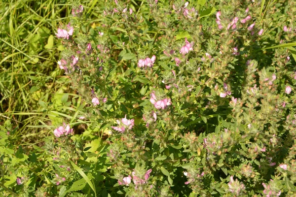 オノニス アルベンシスは牧草地に咲く フィールド レスタロウ園内のオノニス アルベンシス オノニス アルベンシスの花に蜂 庭の薬用植物の栽培 — ストック写真
