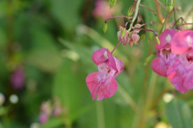 Himalaya Balsam Impatiens glandulifera. sık sık pembe çiçek açar ve tomurcuklanır Himalaya Balsam bitkisi çiğ damlaları ve örümcek ağı ile sonbahar mevsiminin erken saatlerinde.