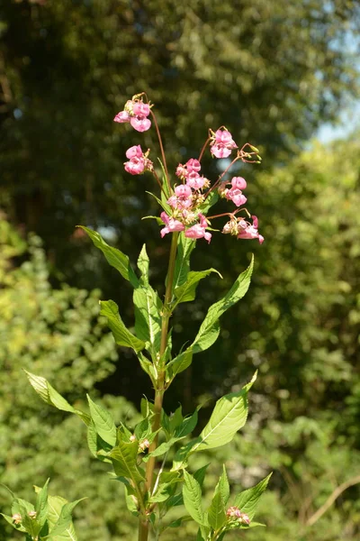 Balsamo Himalayano Impatiens Glandulifera Morbida Fioritura Rosa Fioritura Himalayana Balsamo — Foto Stock