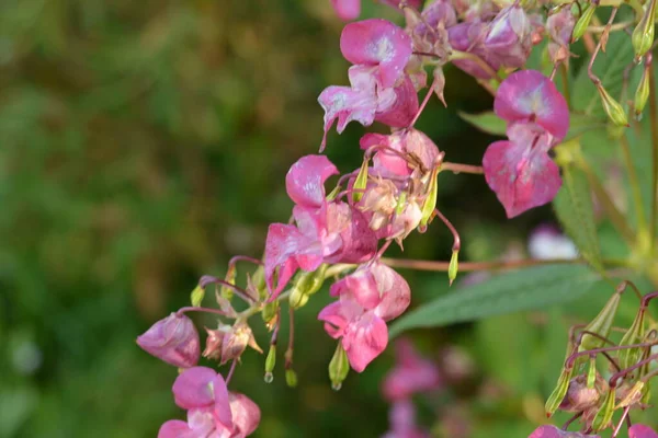 Himalayan Balsam Impatiens Glandulifera Soft Pink Blooming Budding Himalayan Balsam — Stock Photo, Image