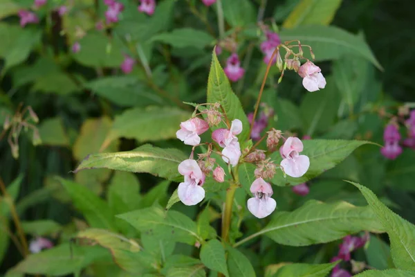 Himalaya Balsam Impatiens Glandulifera Sanft Rosa Blühende Und Aufkeimende Himalaya — Stockfoto