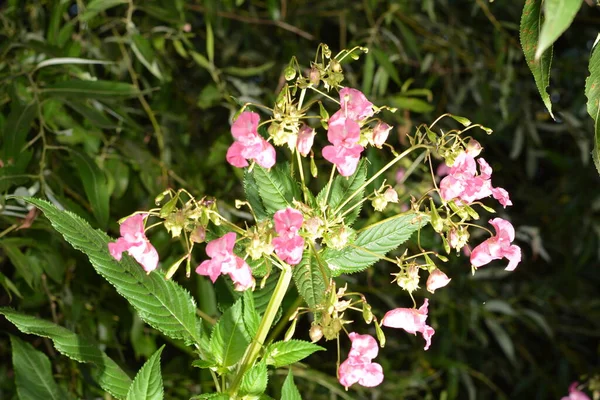 ヒマラヤ バルサム インパシデンツ グランドリファ柔らかいピンクの開花とヒマラヤ バルサム プラントは 秋の早い時期の朝に羽毛とクモの糸で開花します — ストック写真