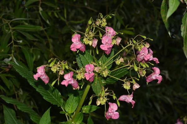 Balsamo Himalayano Impatiens Glandulifera Morbida Fioritura Rosa Fioritura Himalayana Balsamo — Foto Stock